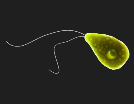 Wright's or Giemsa staining to identify N. fowleri. Source: CDC (2024a)