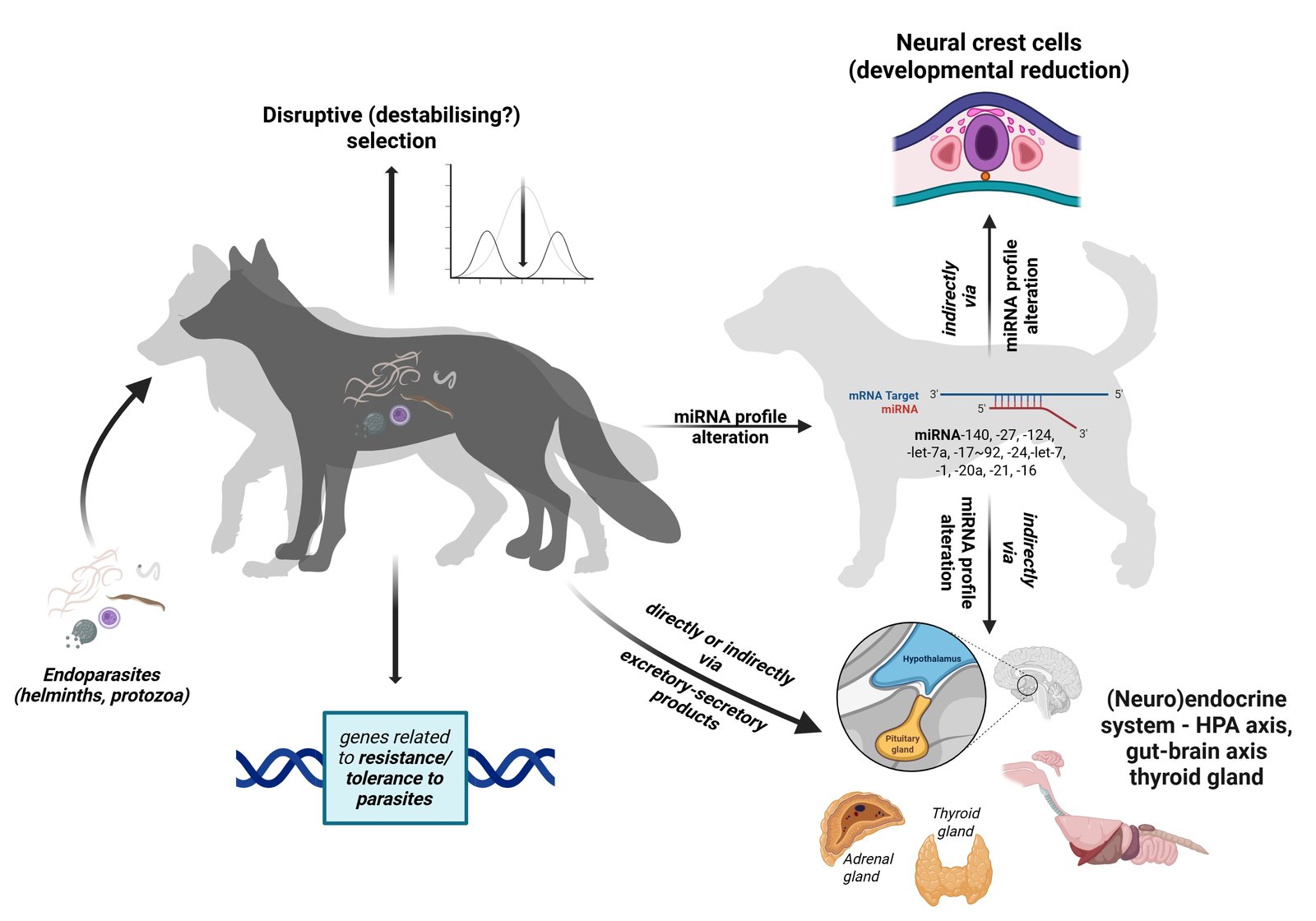 Pathways by which the endoparasites could trigger the domestication syndrome and thus initiate the domestication process.
