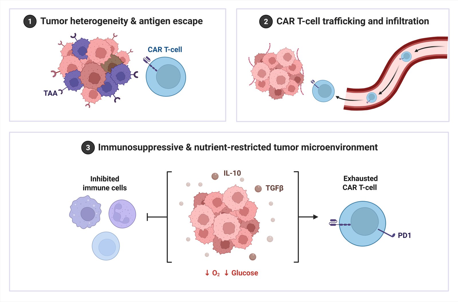 Major physiological barriers limiting CAR-T cell efficacy in solid tumors