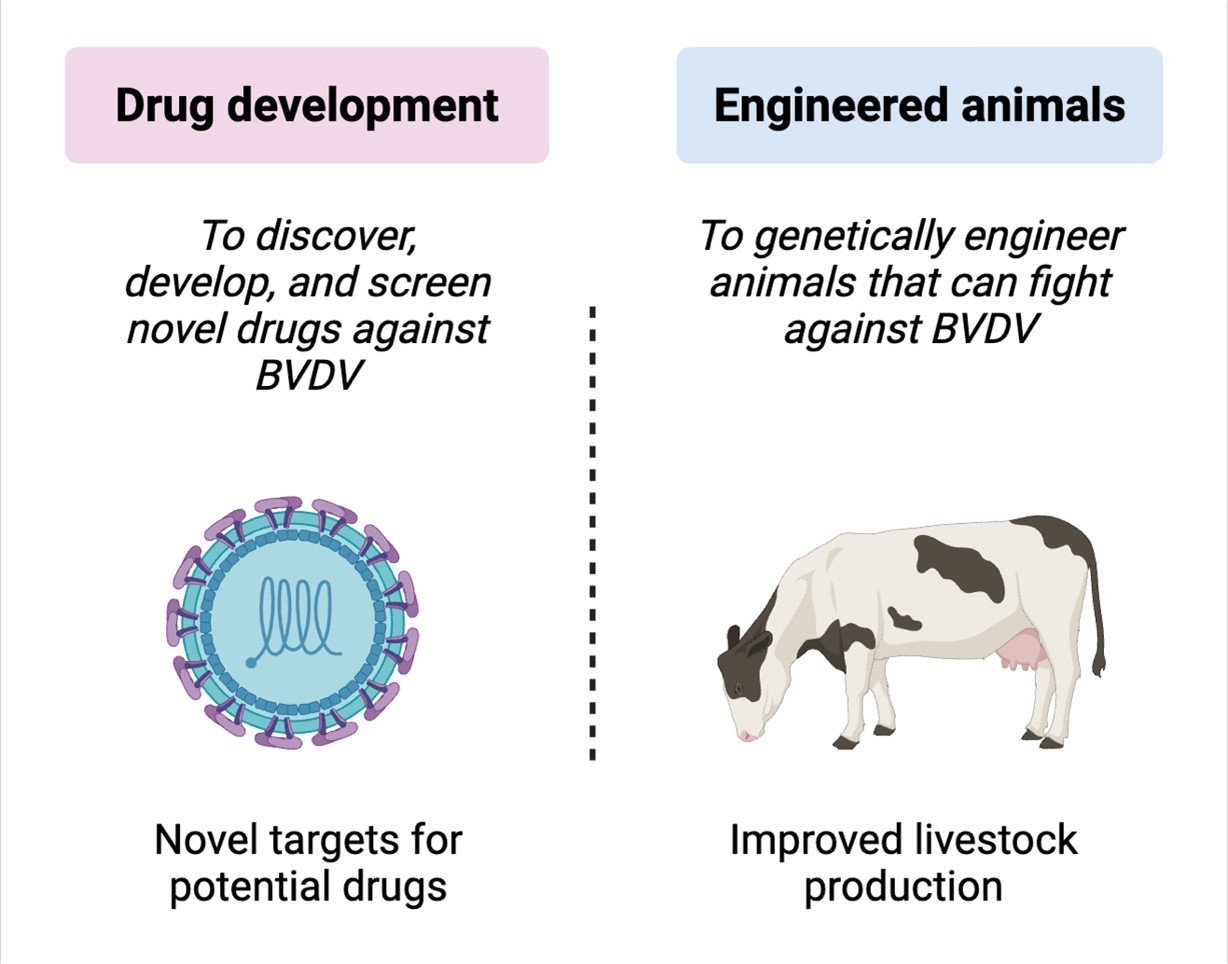 Strategies for overcoming BVDV.
